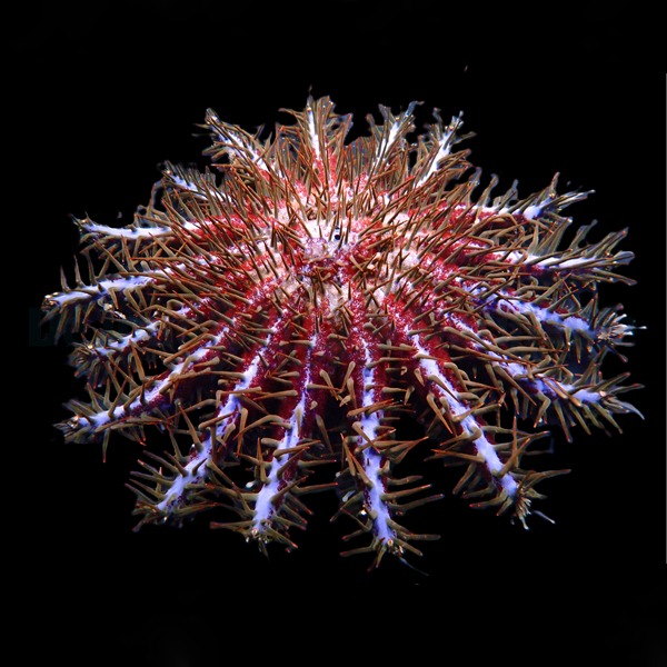 Acanthaster planci (Colored) | M