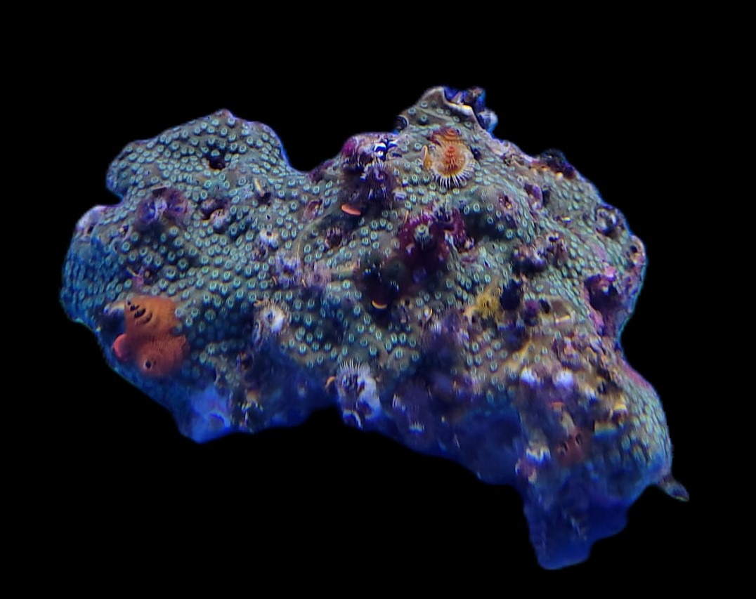 Spirobranchus spp. (+Rock) (Australia) | XXXXL