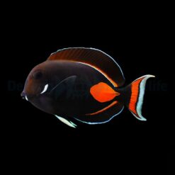 Acanthurus achilles | L