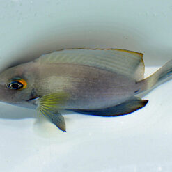Acanthurus auranticavus | S