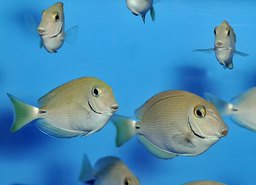 Acanthurus bahianus | S