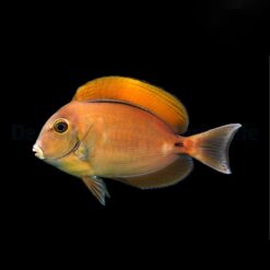 Acanthurus bariene | M
