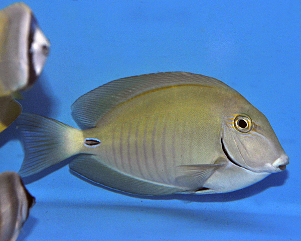Acanthurus chirurgus | XL