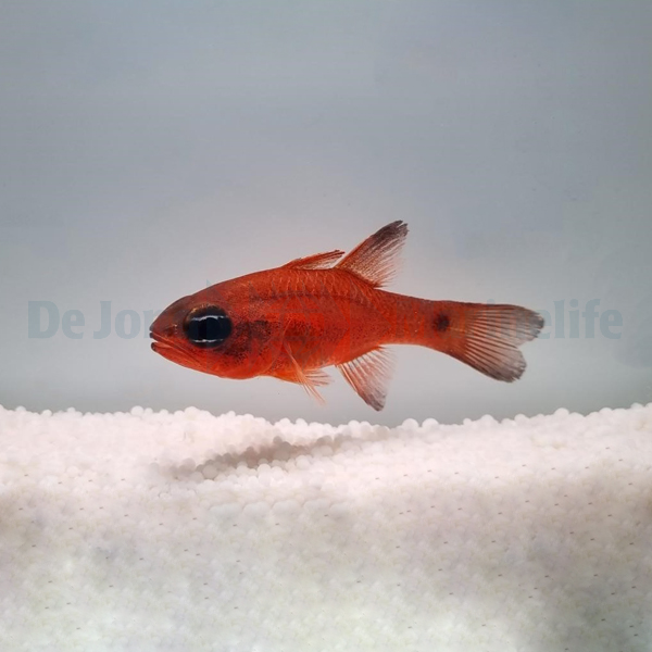 Apogon dovii | All sizes