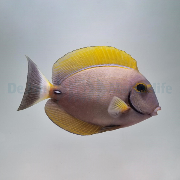 Acanthurus dussumieri | S