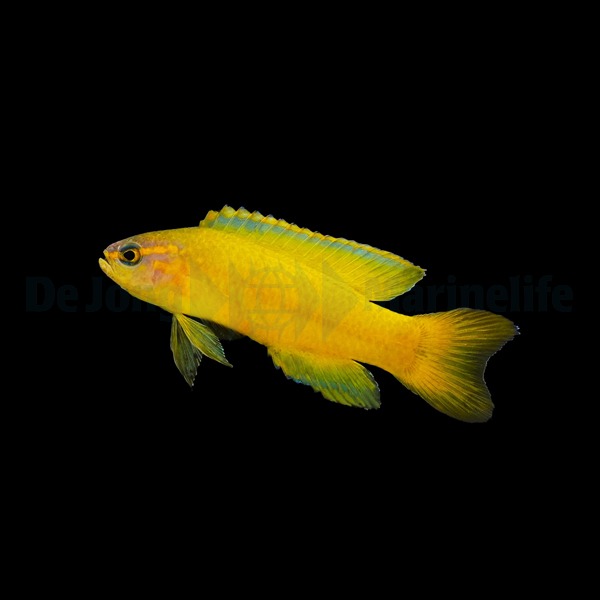 Assessor flavissimus | All sizes