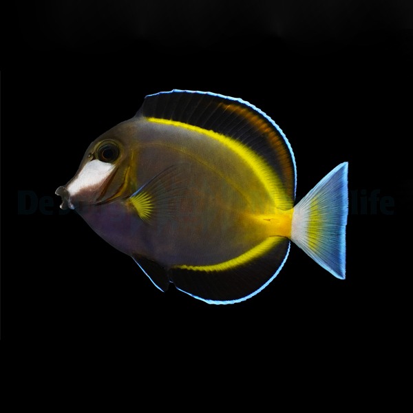 Acanthurus japonicus | M