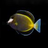 Acanthurus japonicus | L
