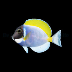 Acanthurus leucosternon | M