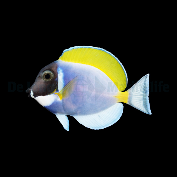 Acanthurus leucosternon | XL