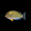 Acanthurus lineatus | L