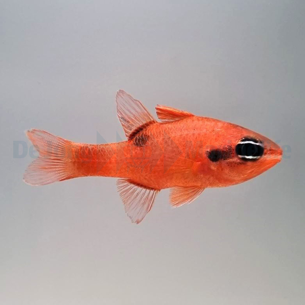 Apogon maculatus | All sizes