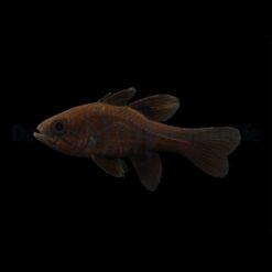 Apogonichthyoides melas | All sizes