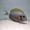 Acanthurus nigricauda | S