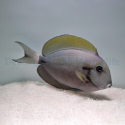 Acanthurus nigricauda | S