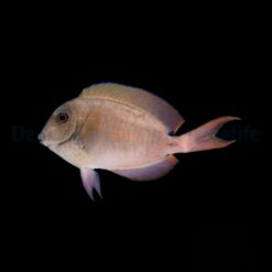 Acanthurus nigrofuscus | M