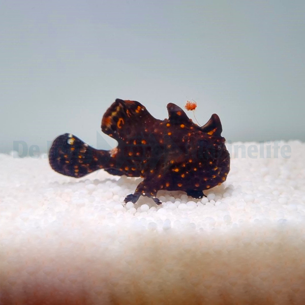 Antennarius pictus | S