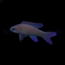 Assessor randalli | All sizes