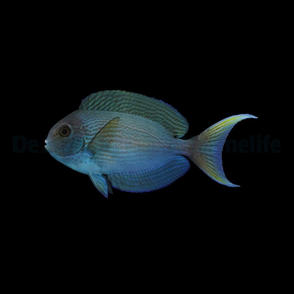 Acanthurus thompsoni | M