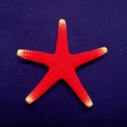 Abyzz Radial Bearing 10mm