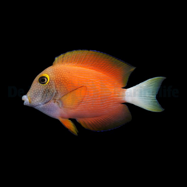 Ctenochaetus flavicauda | L