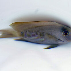 Ctenochaetus striatus | M