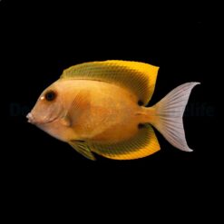 Ctenochaetus tominiensis | S