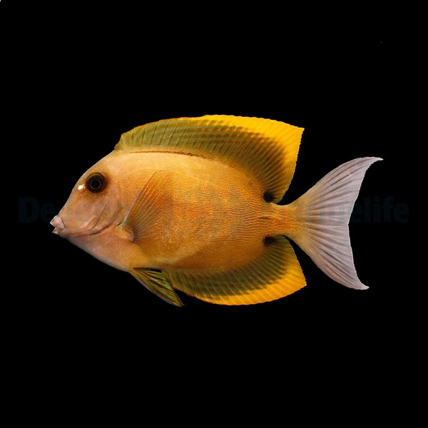 Ctenochaetus tominiensis | M