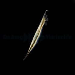 Aeoliscus strigatus | All sizes