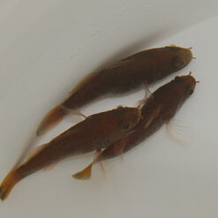 Fowleria isostigma | All sizes