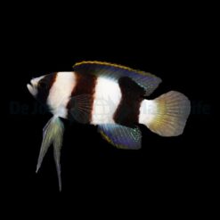 AF Furniture fronts Rhino 790 | XL