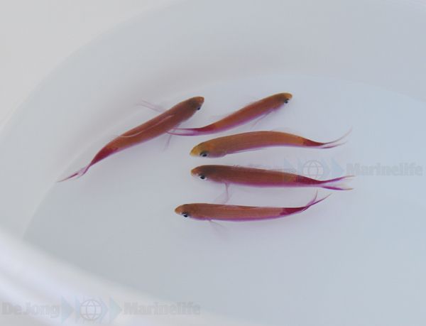 Luzonichthys taeniatus | All sizes