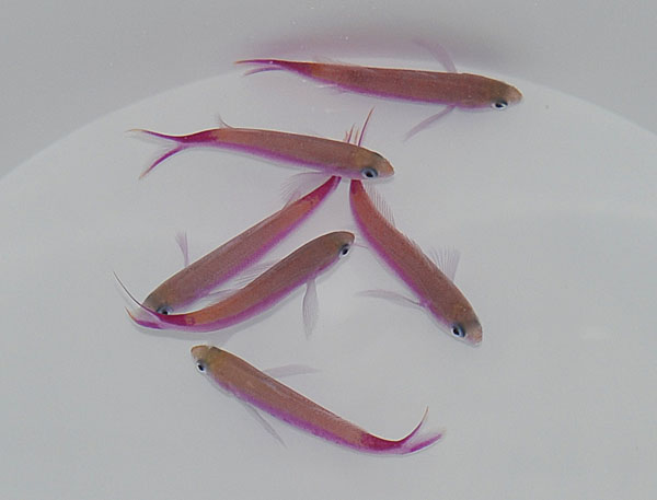 Luzonichthys waitei | All sizes