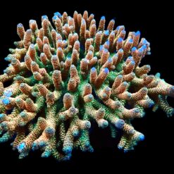 Halymenia durvillei (Dragon’s Breath) | M