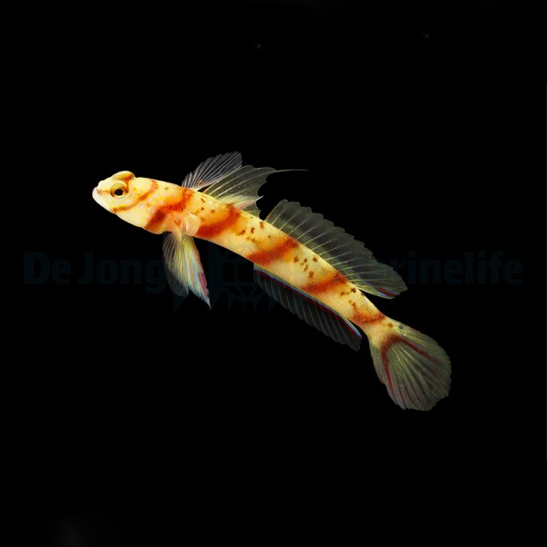 Amblyeleotris diagonalis | All sizes