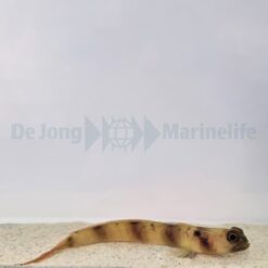 Amblyeleotris fontanesii | All sizes