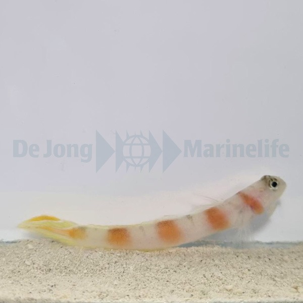 Amblyeleotris yanoi | All sizes