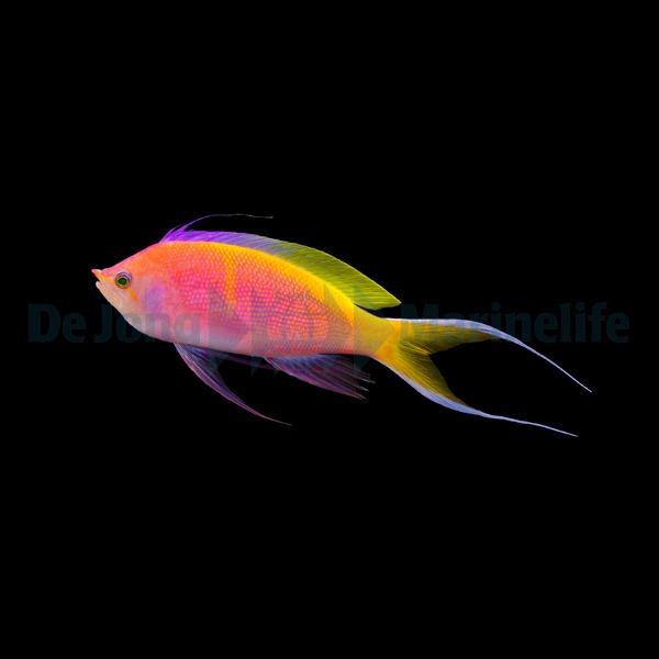 Nemanthias bartlettorum | All sizes