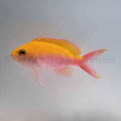 Nemanthias bicolor (female) | All sizes