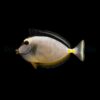 Naso lituratus | XL