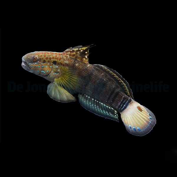 Amblygobius phalaena | All sizes