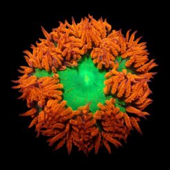 Epicystis crucifer (Ultra) | All sizes