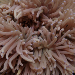 Heteractis crispa (Cream) | M