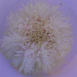 Heteractis crispa (White) | M