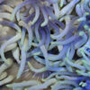 Macrodactyla doreensis (Bluish) | M