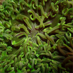 Macrodactyla doreensis (Green) | M