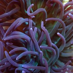 Macrodactyla doreensis (Purple) | L