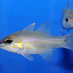 Ostorhinchus chrysopomus | All sizes