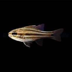 Ostorhinchus cookii | All sizes