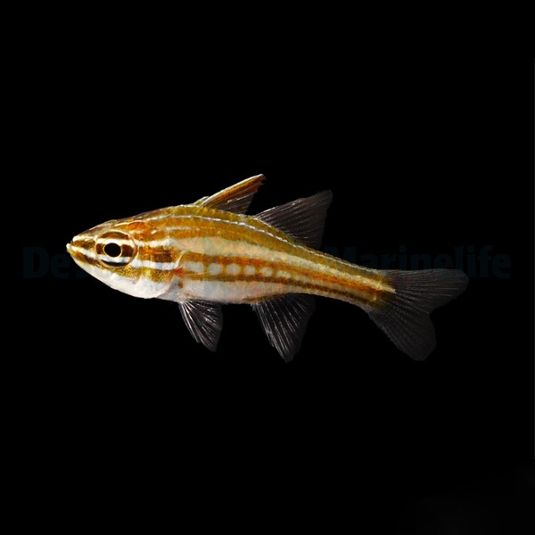 Ostorhinchus margaritophorus | All sizes